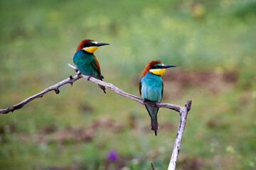 European bee eater, Merops apiaster. Common bee-eater. Close-up