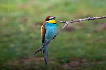 European bee eater, Merops apiaster. Common bee-eater. Close-up