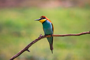 European bee eater, Merops apiaster. Common bee-eater. Close-up