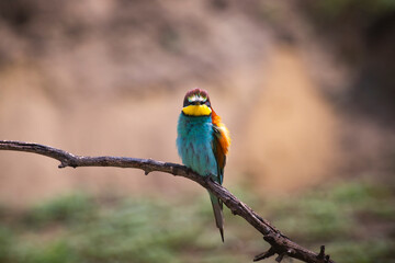 European bee eater, Merops apiaster. Common bee-eater. Close-up
