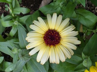 Yellow Flower with Dark Red Center in Green Foliage