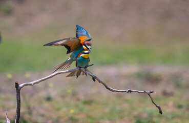 European bee eater, Merops apiaster. Common bee-eater. Close-up