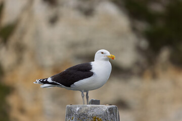lesser black backed gull Larus fuscus perched in a harbor in Normandy, France