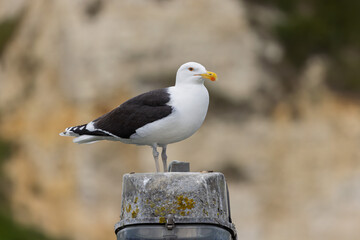 lesser black backed gull Larus fuscus perched in a harbor in Normandy, France