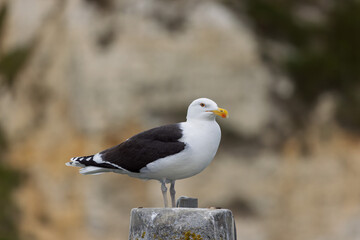 lesser black backed gull Larus fuscus perched in a harbor in Normandy, France