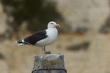 lesser black backed gull Larus fuscus perched in a harbor in Normandy, France