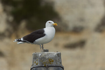 Naklejka premium lesser black backed gull Larus fuscus perched in a harbor in Normandy, France