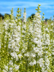Close-up of a white Delphinium in the Confetti Flower Field (Worcestershire, England, United Kingdom)