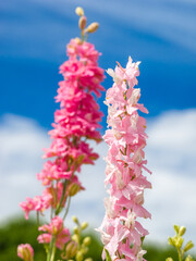 Close-up of pink delphiniums against a summer sky (Worcestershire, England, United Kingdom)
