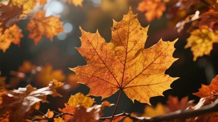 Fototapeta premium 秋の紅葉の葉
