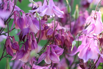 Fototapeta premium Pink aquilegia or columbine flowers in a garden