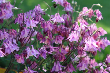 Pink aquilegia or columbine flowers in a garden