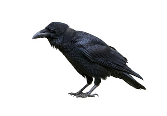 Isolated Black Crow Bird Wildlife Raven with Transparent Background