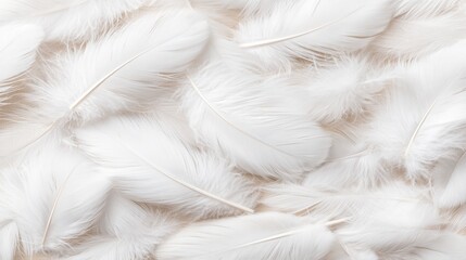 top view white feathers background, soft light, full of feather image, minimal and peaceful 