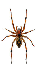 Isolated Brown Spider Arachnid Insect With Macro Details On Transparent Background