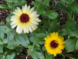 Two Yellow Flowers with Red Centers in Green Foliage