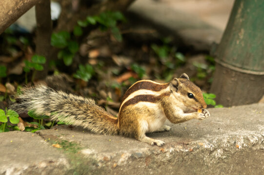 squirrel eating food