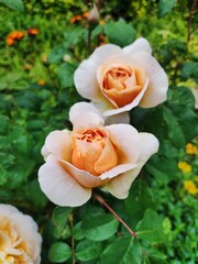 yellow roses in garden