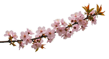Fototapeta premium Isolated Cherry Blossom Branch with Pink Bloom Floral in Transparent Background