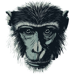macaque, animal, vector, transparent background, mammal, symbol, wildlife, cute, zoo, nature, isolated, jungle, asia, icon