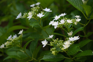 庭に咲いた白い紫陽花の花