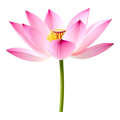Naklejka premium Pink Lotus Flower on Transparent Background