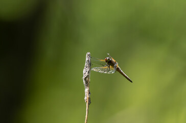 Scarce chaser Libellula fulva taking off to chase an insect