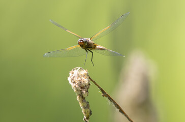Scarce chaser Libellula fulva taking off to chase an insect