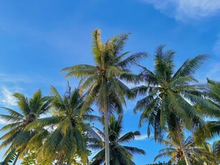 Green leaves of Palm tree and tropical beach. Tropical island beach shore with exotic palm trees. Summer holidays, exotic island vacation. 