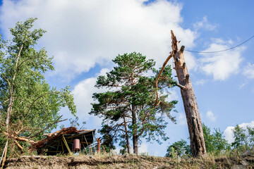 Fallen tree in forest landscape after hurricane, showcasing summer damage and nature's resilience