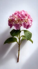 one hydrangea on a white background
