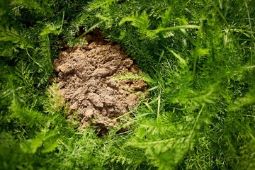 Molehill on lush green garden grass