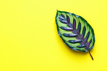 Vibrant leaf on a bright yellow background.