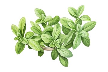 Fototapeta premium Oregano herb herbs plant leaf.