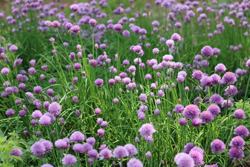 Fototapeta premium Masses of purple chive flowers in a garden