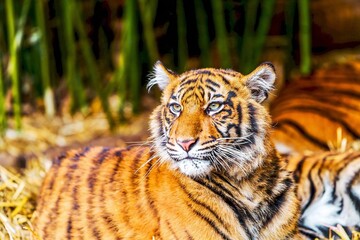 Striped wildcat showing grooming behaviour