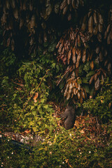 A wild monkey climbs into dense tropical vegetation on Cham Islands, Vietnam, blending with the jungle environment.
