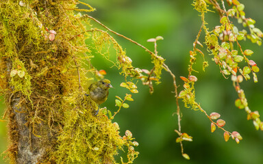 weiblicher Gelbbauchorganist (Euphonia xanthogaster)