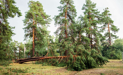 Fallen tree in a forest after hurricane, showcasing nature's resilience and summer aftermath