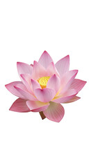Isolated Pink Lotus Flower Bloom With Transparent Background Illustration