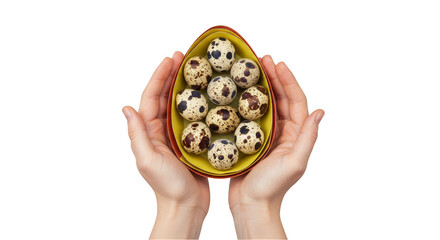 Isolated Image Of Hands Holding Quail Eggs In Transparent Background
