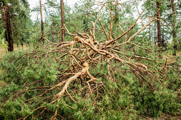 Fallen tree branches and foliage scattered across forest floor after summer hurricane event