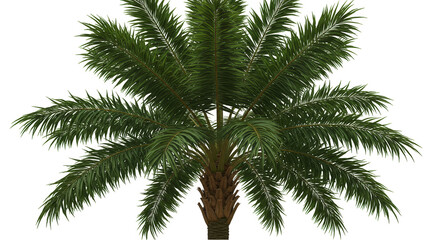 Fototapeta premium Isolated Palm Tree with Transparent Background Anomaly and Detail