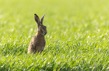 Obraz premium European Hare Lepus europeae in a meadow