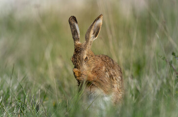 European Hare Lepus europeae in a meadow