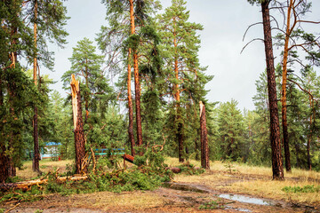 Storm-damaged forest landscape with fallen trees and lush greenery in summer atmosphere