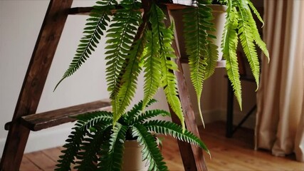 Ladder plant harmony simple compose with green fern, wooden indoor decor, natural light, cozy home atmosphere