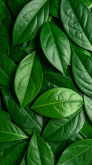 Vibrant green leaves are carefully arranged, highlighting their various shapes and textures. The natural light enhances the colors, creating an appealing visual of foliage.