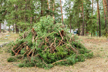 Pile of fallen branches and pine needles in a forest after a summer hurricane event