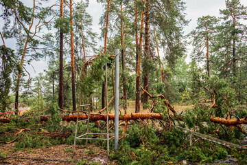 Fallen trees and debris scattered across forest landscape after summer hurricane event